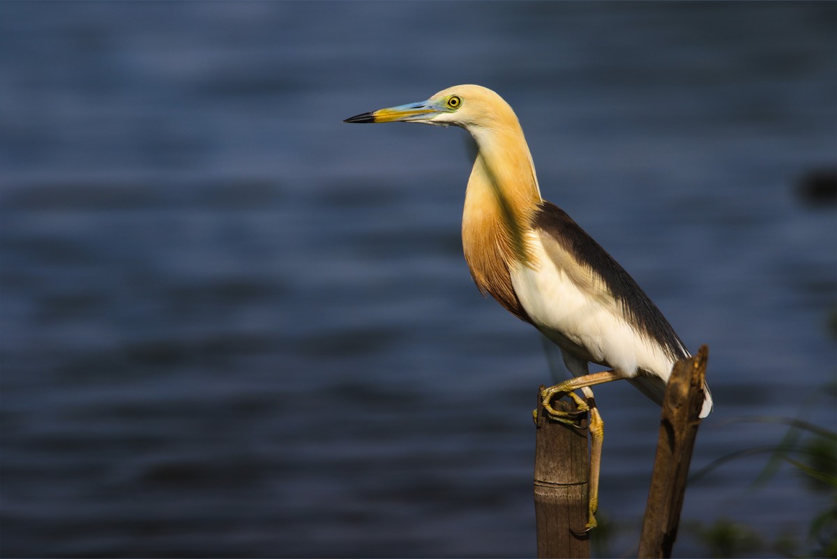 JAVAN POND HERON
